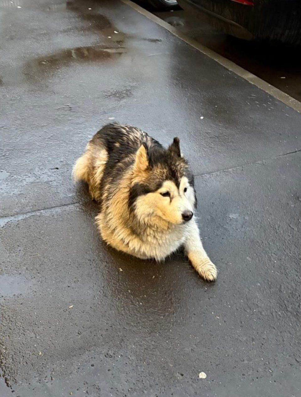 Найдена собака в Видном — фото объявления