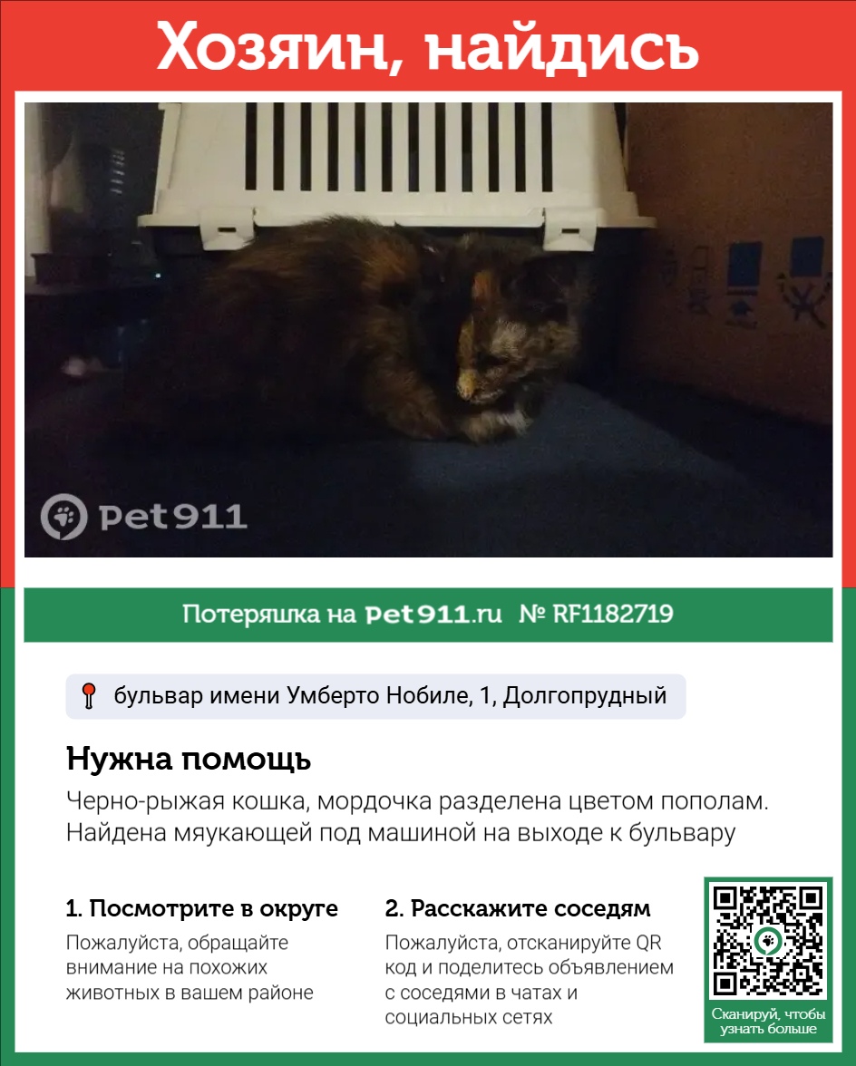 Найдена кошка в Видном — фото объявления