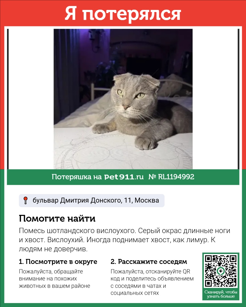 Найдена кошка в Видном — фото объявления