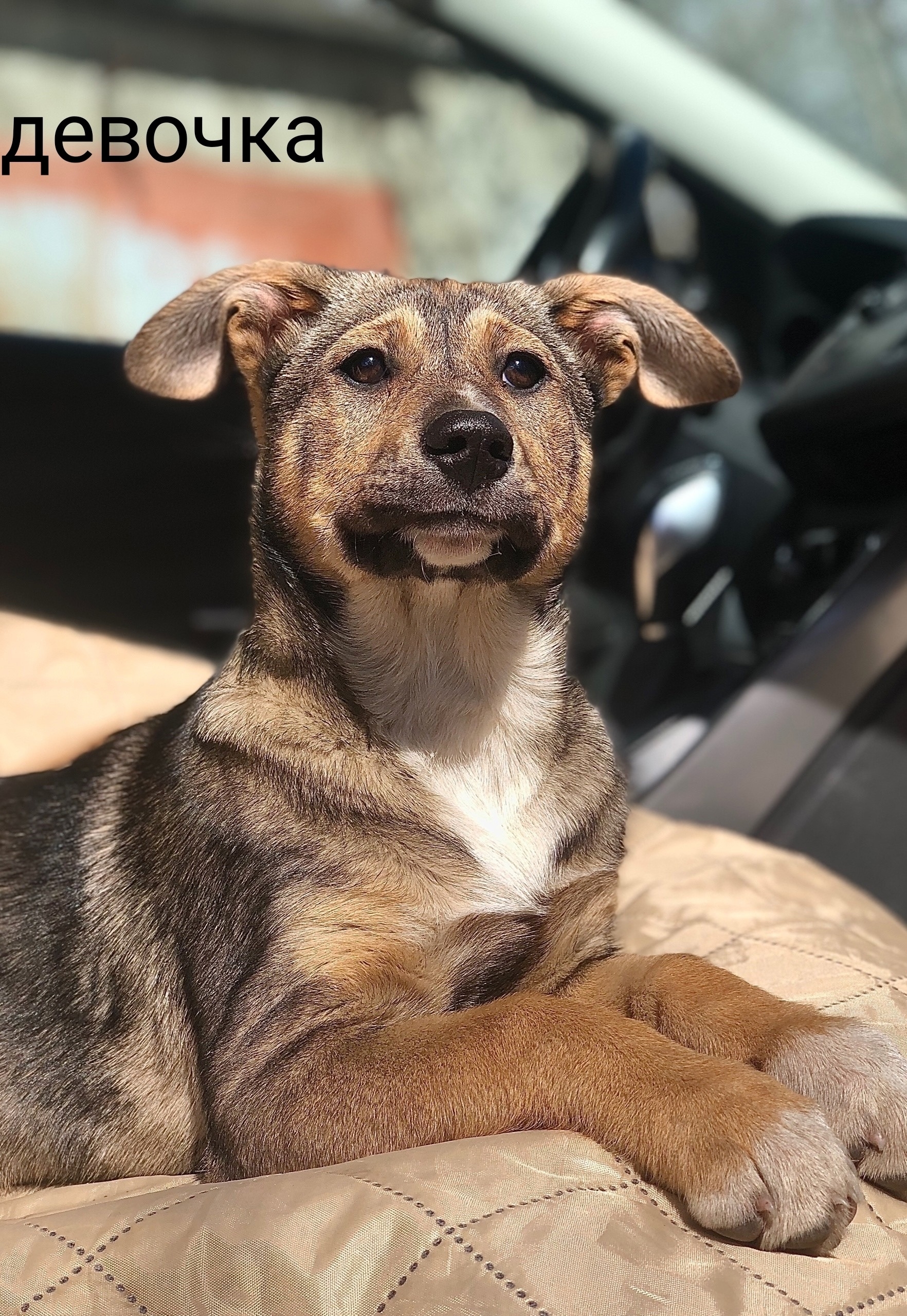 Найдена собака в Дмитрове — фото объявления