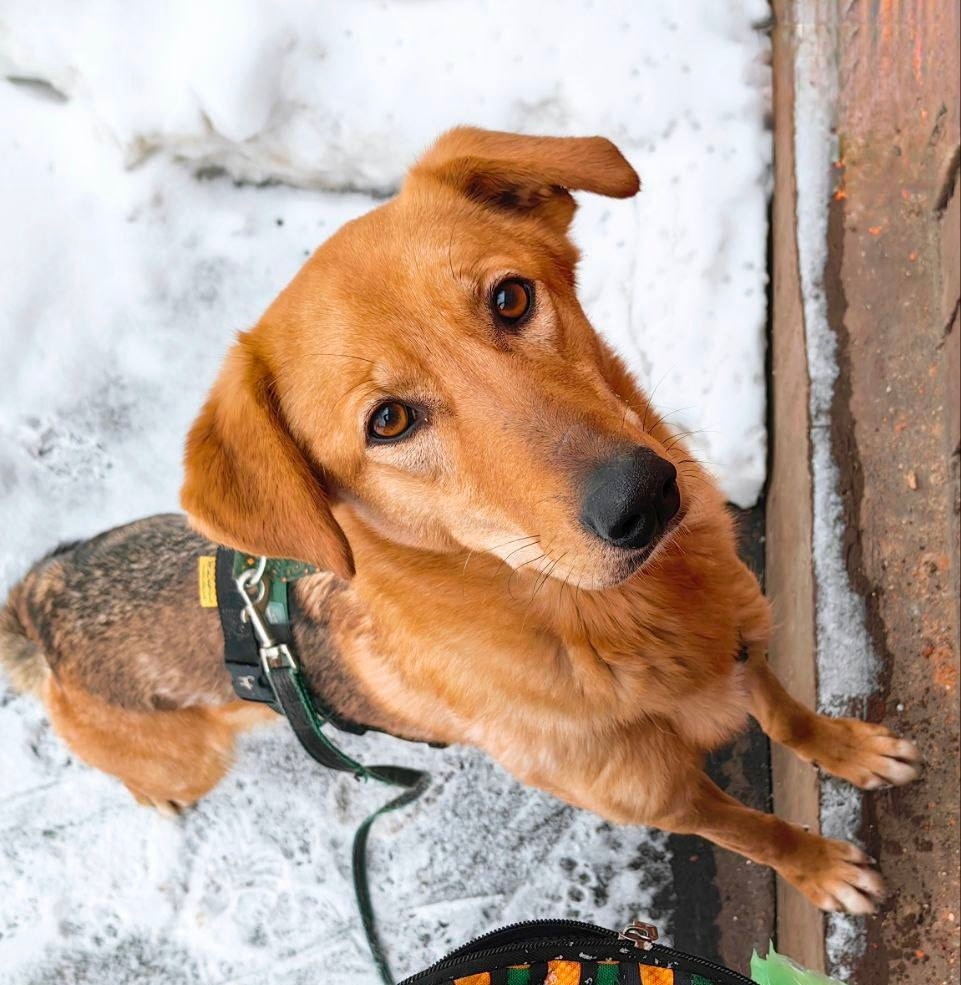 Найдена собака в Дмитрове — фото объявления