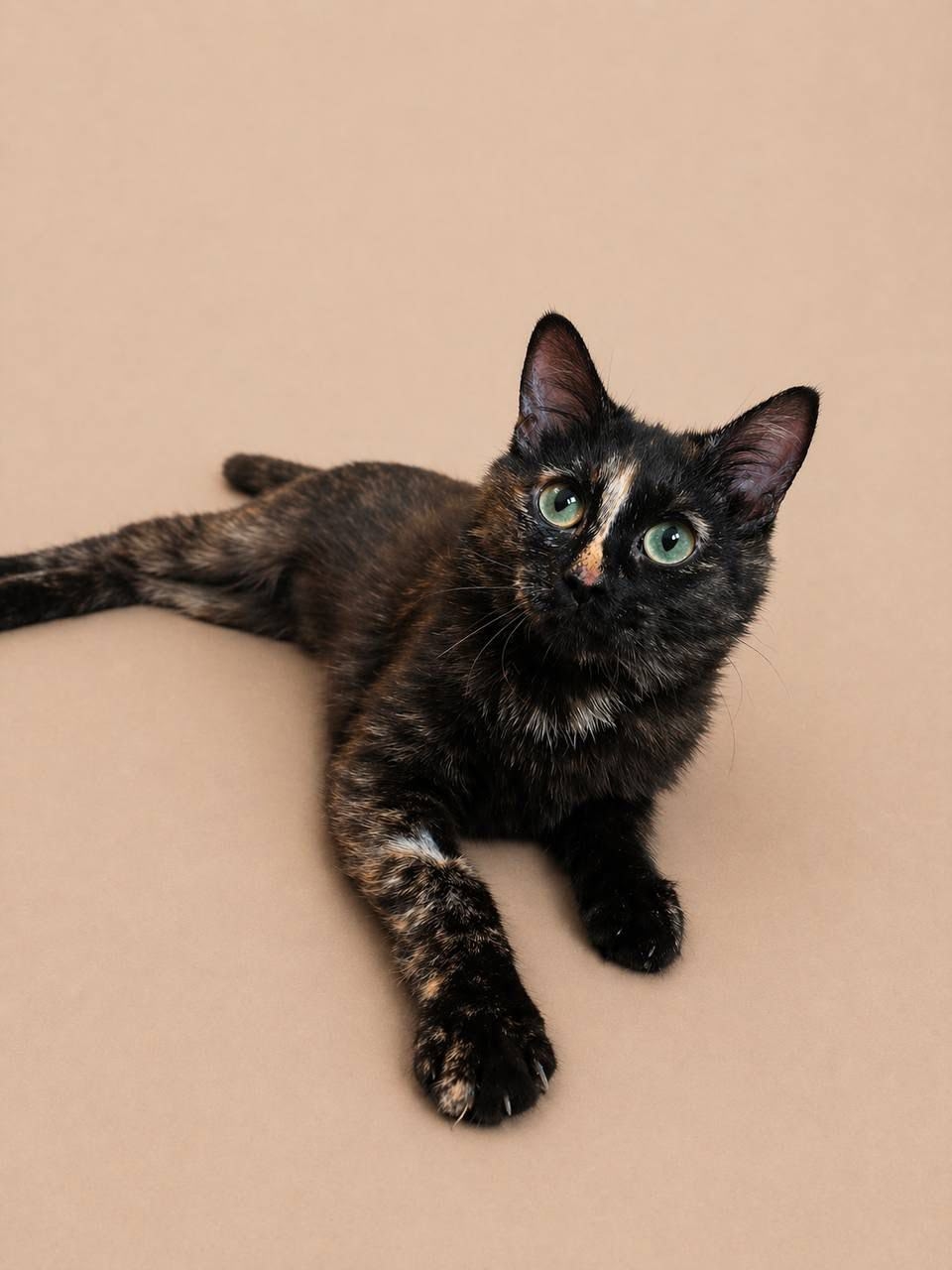 Объявление о питомце в Дмитрове — фото объявления