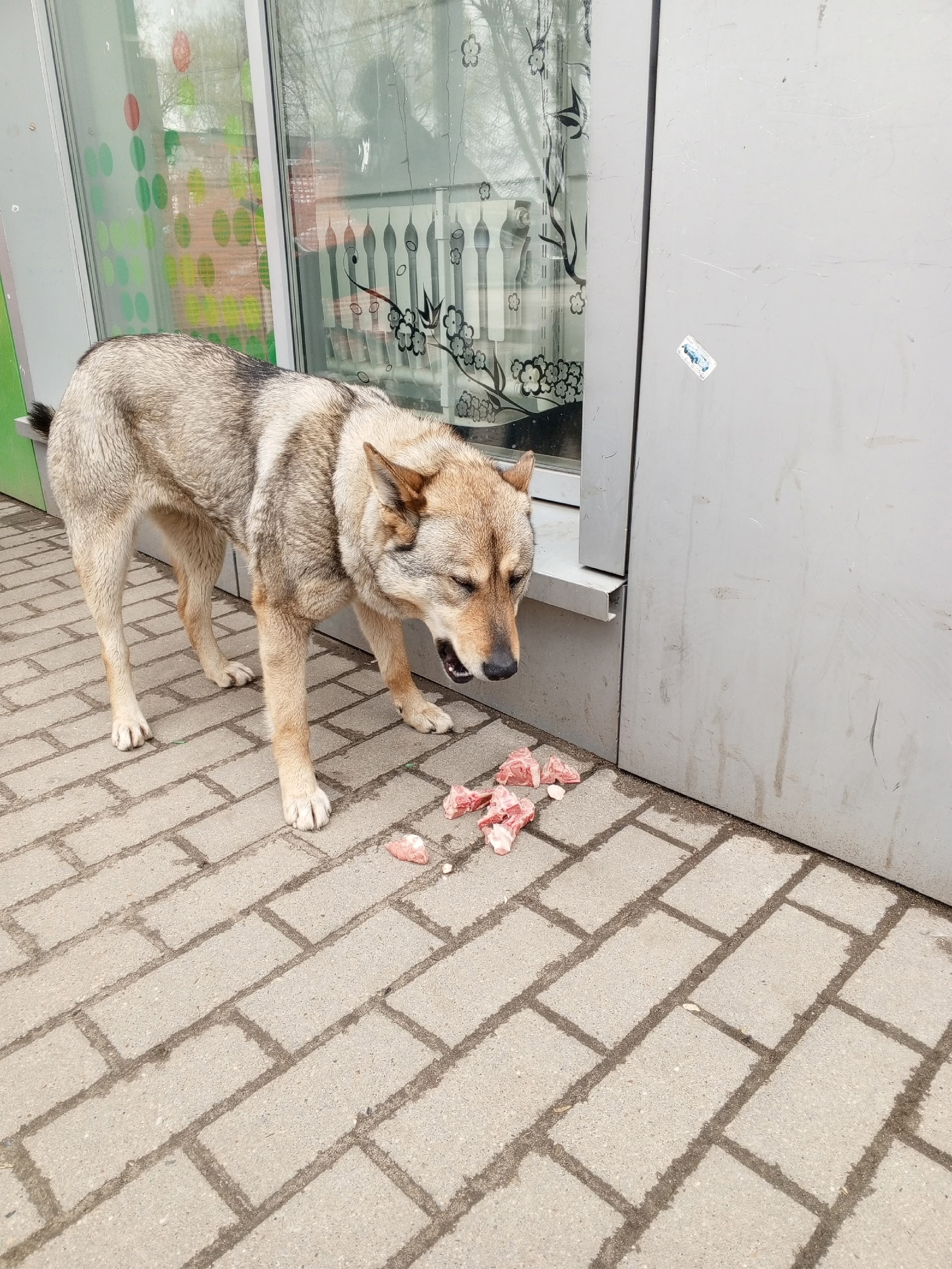 Найдена собака в Дмитрове — фото объявления