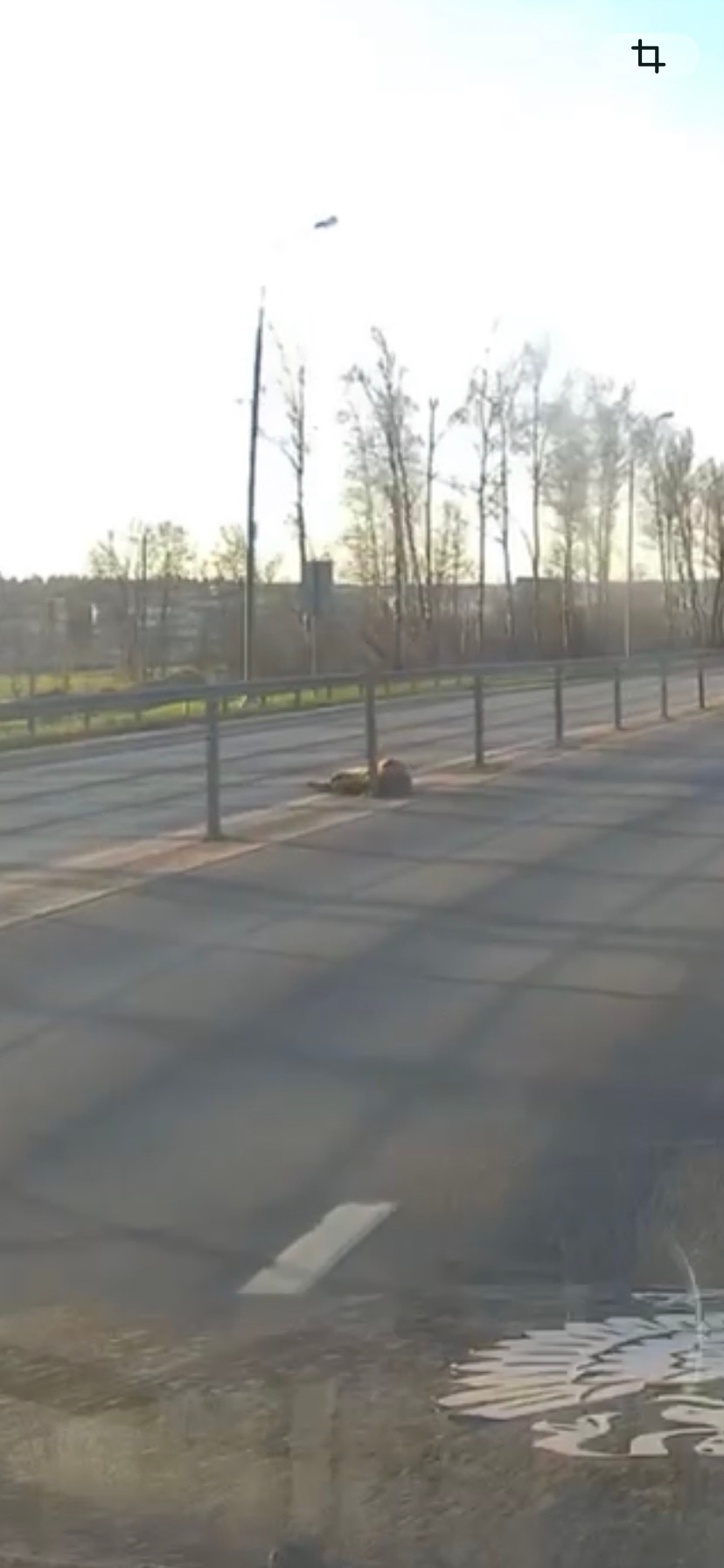 Найдена собака в Дмитрове — фото объявления