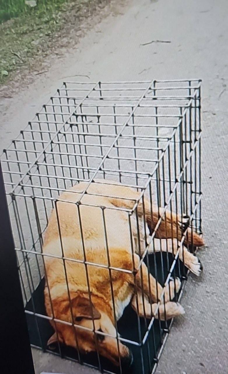Найдена собака в Дмитрове — фото объявления