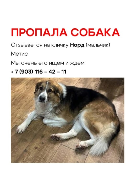 Объявление о питомце в Химках — ❗️Помогите найти Норда!