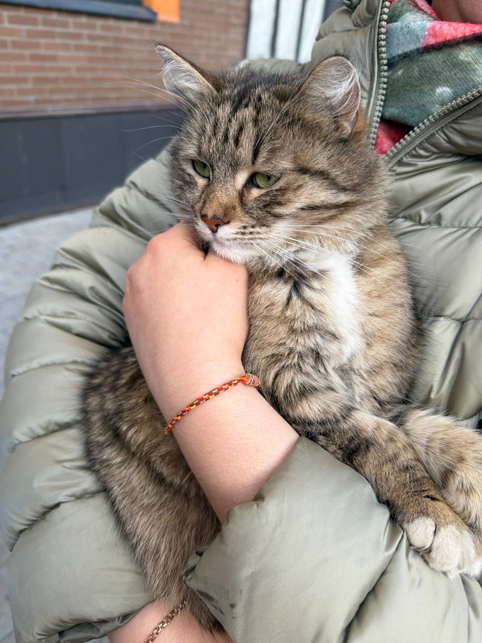 Найдена кошка в Химках — фото объявления