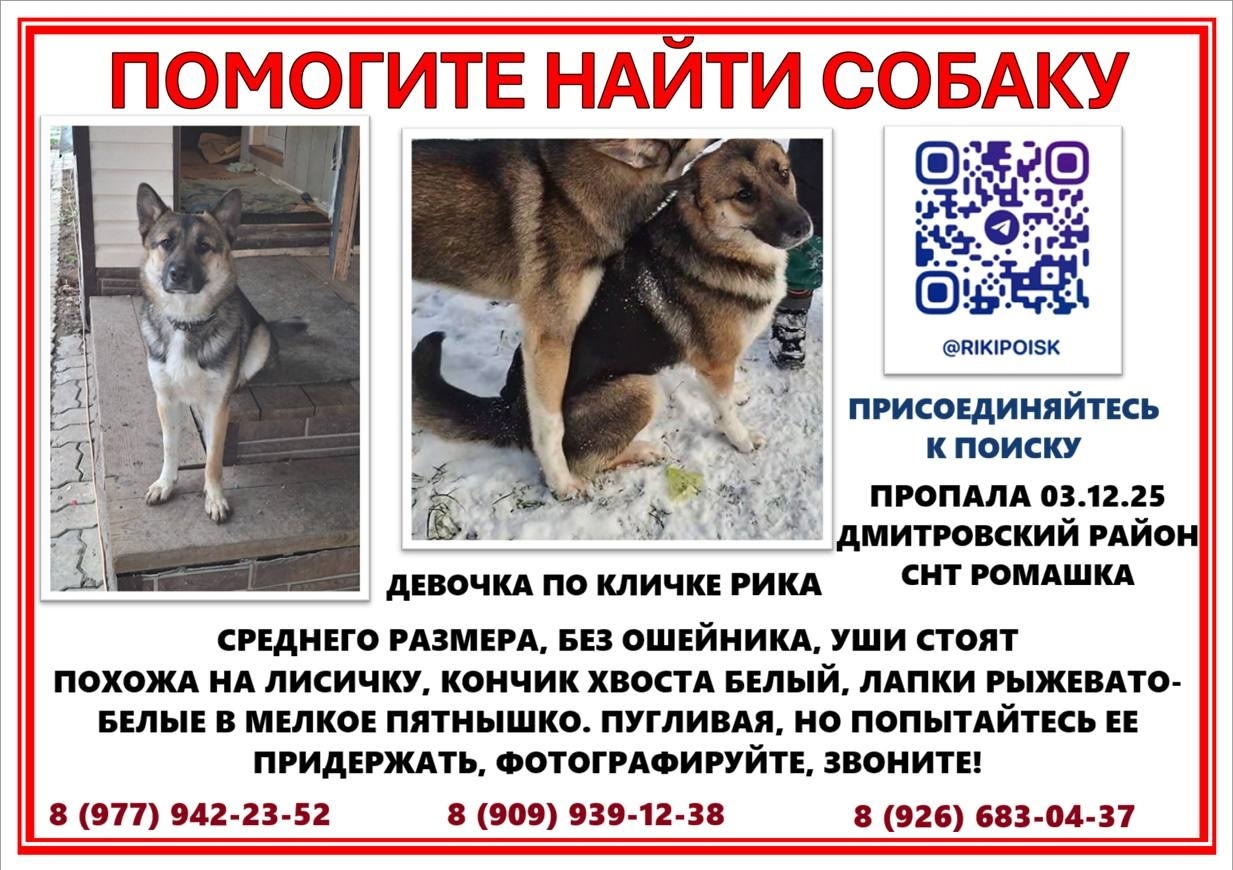 Найдена собака в Химках — фото объявления