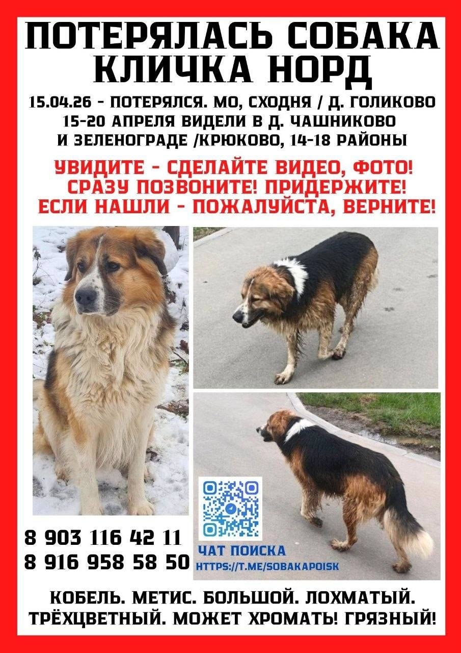 Найдена собака в Химках — фото объявления