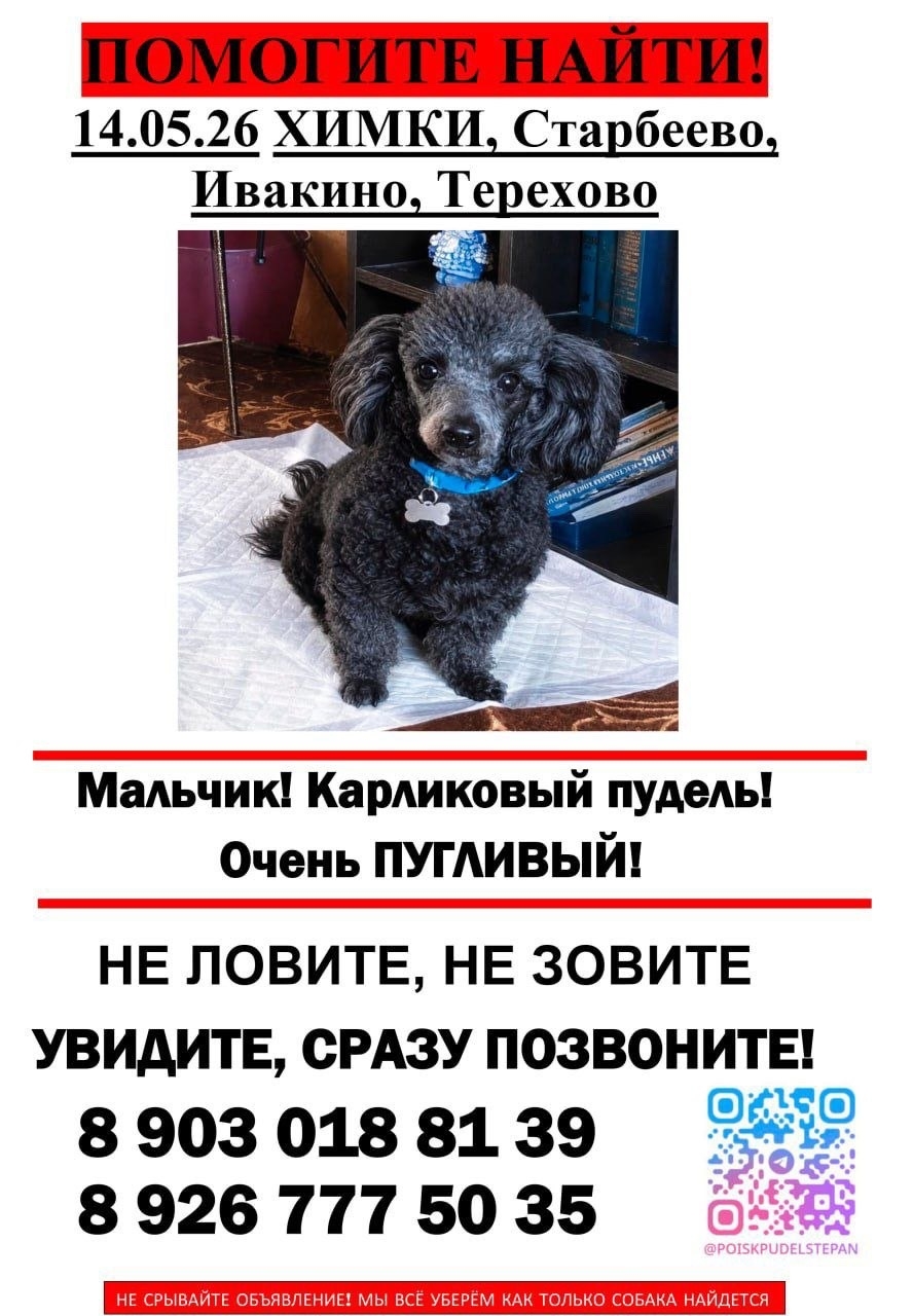 Найдена собака в Химках — фото объявления