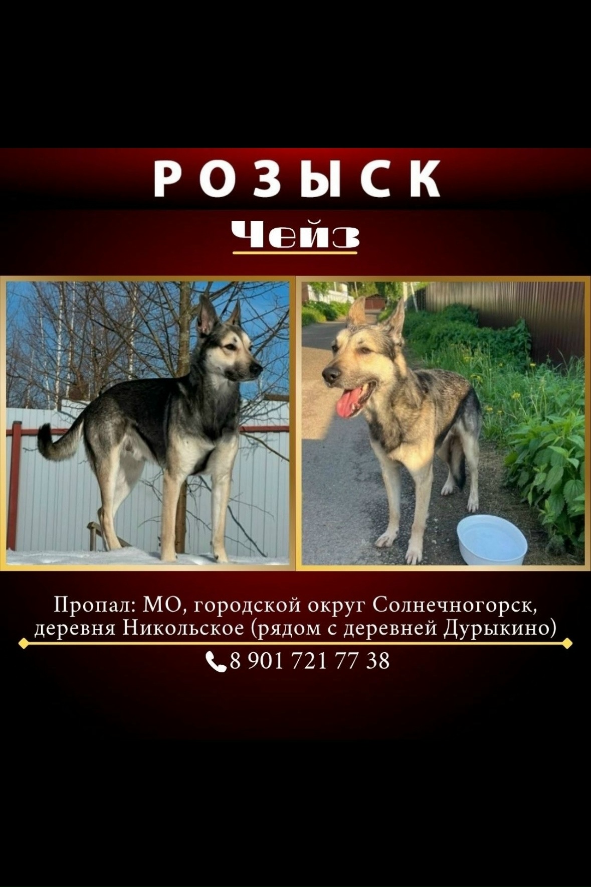 Найденная собака в Химках Найдена собака в Химках — фото объявления