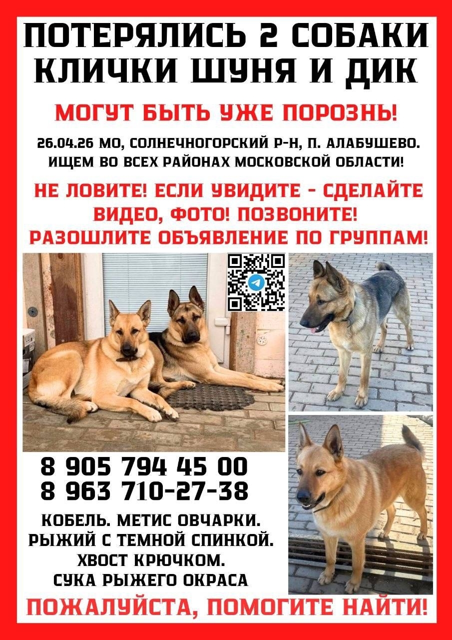 Найдена собака в Химках — фото объявления