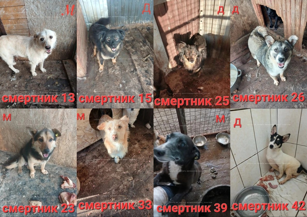 Найдена собака в Химках — фото объявления
