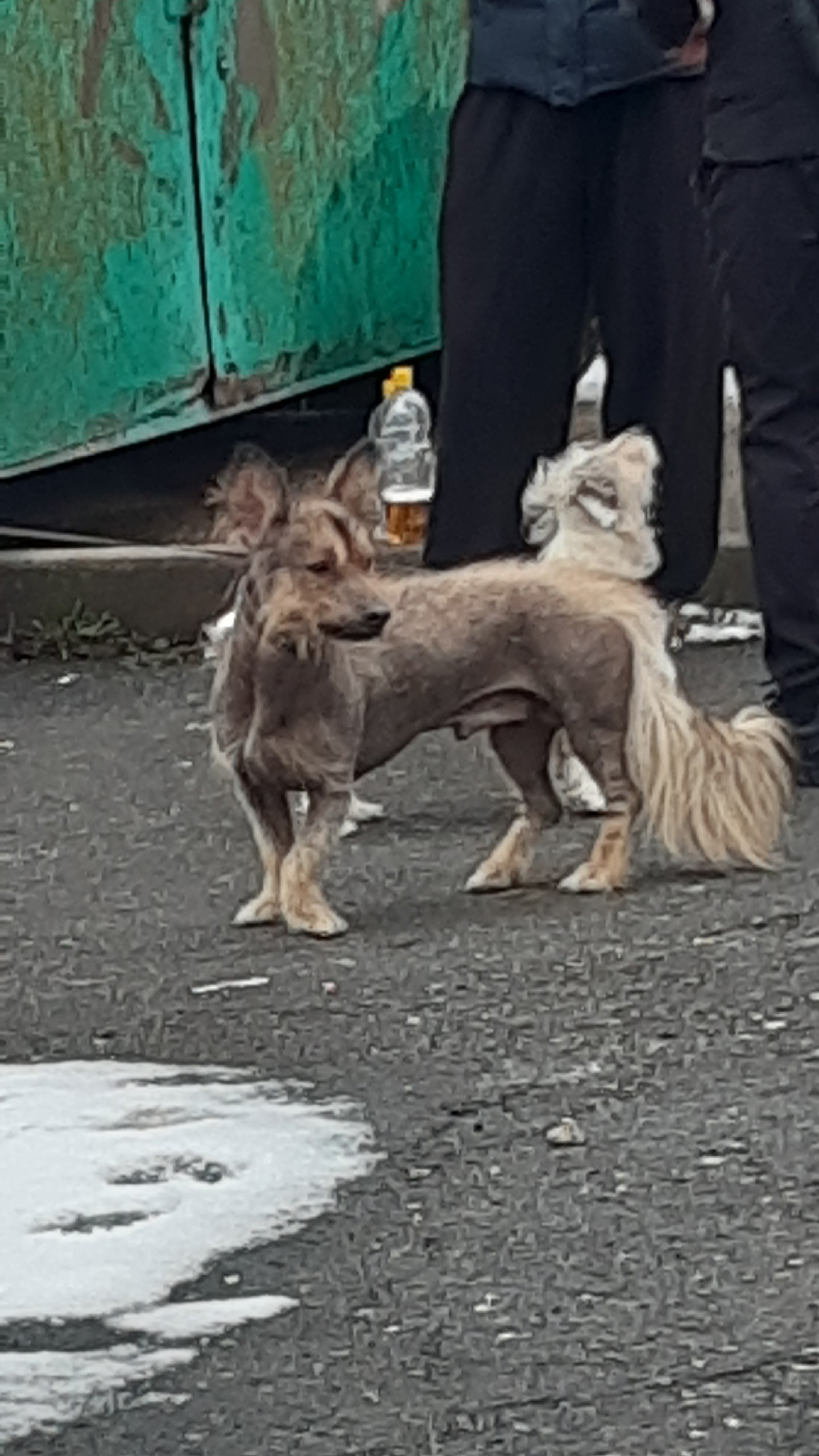 Пропала собака в Перми — Кто потерял собаку, бегает в мкр Вышка, возле КЦ Металлист