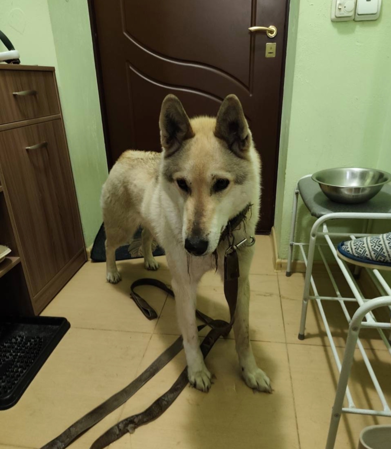 Найдена собака в Перми — фото объявления