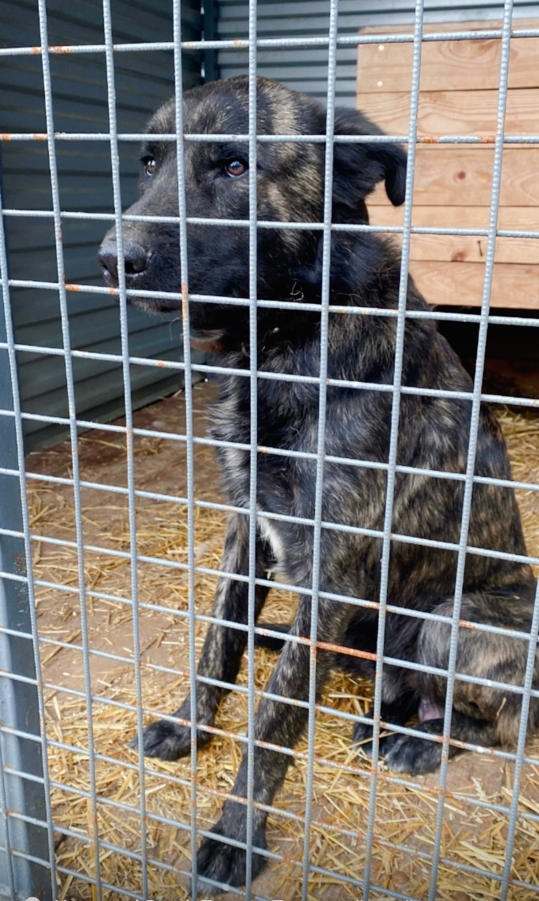 Пропала собака в Перми — фото объявления