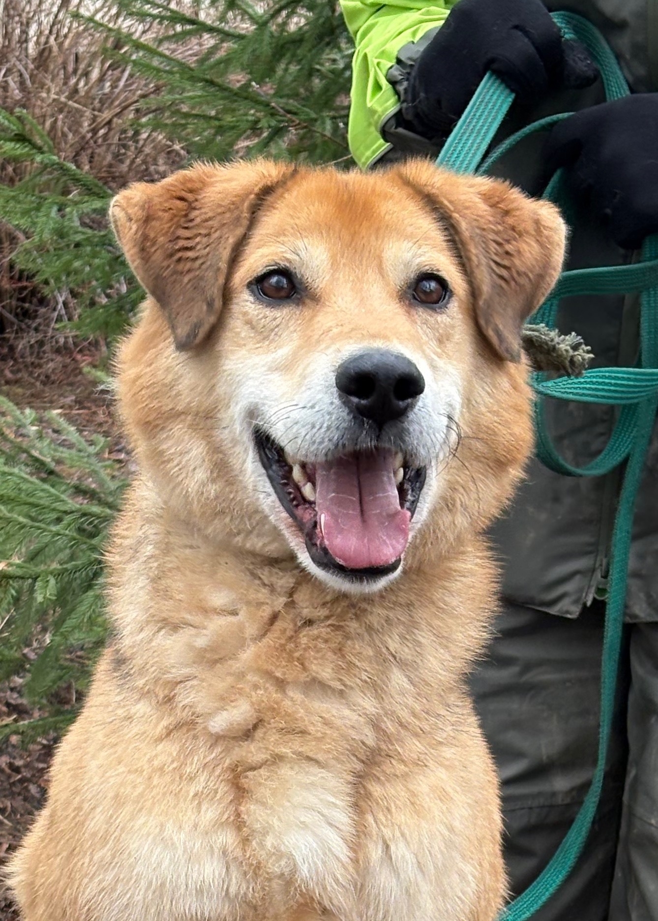 Пропала собака в Перми — фото объявления