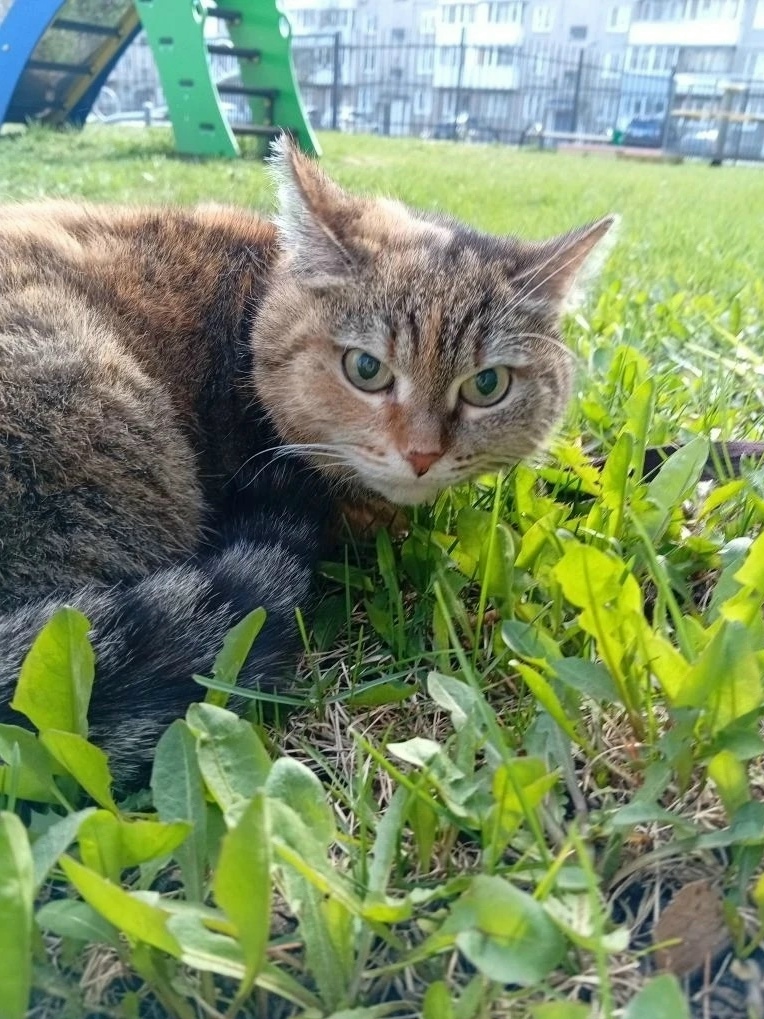 Найдена собака в Перми — фото объявления