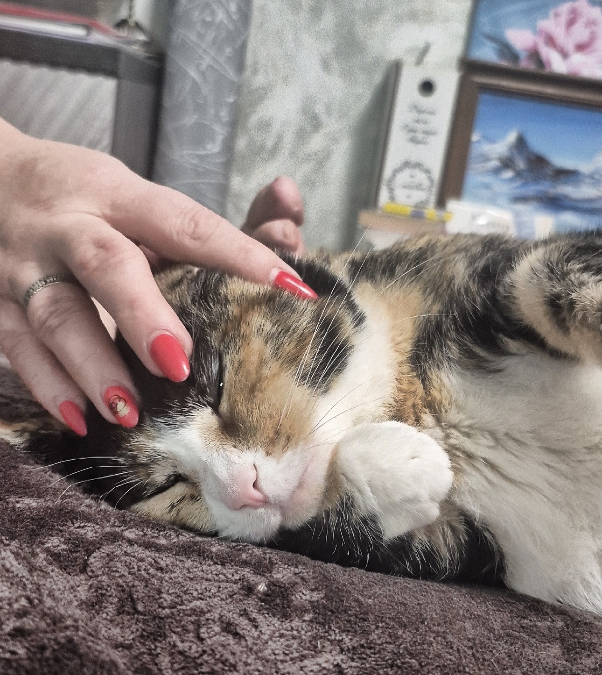 Найдена кошка в Воронеже — фото объявления