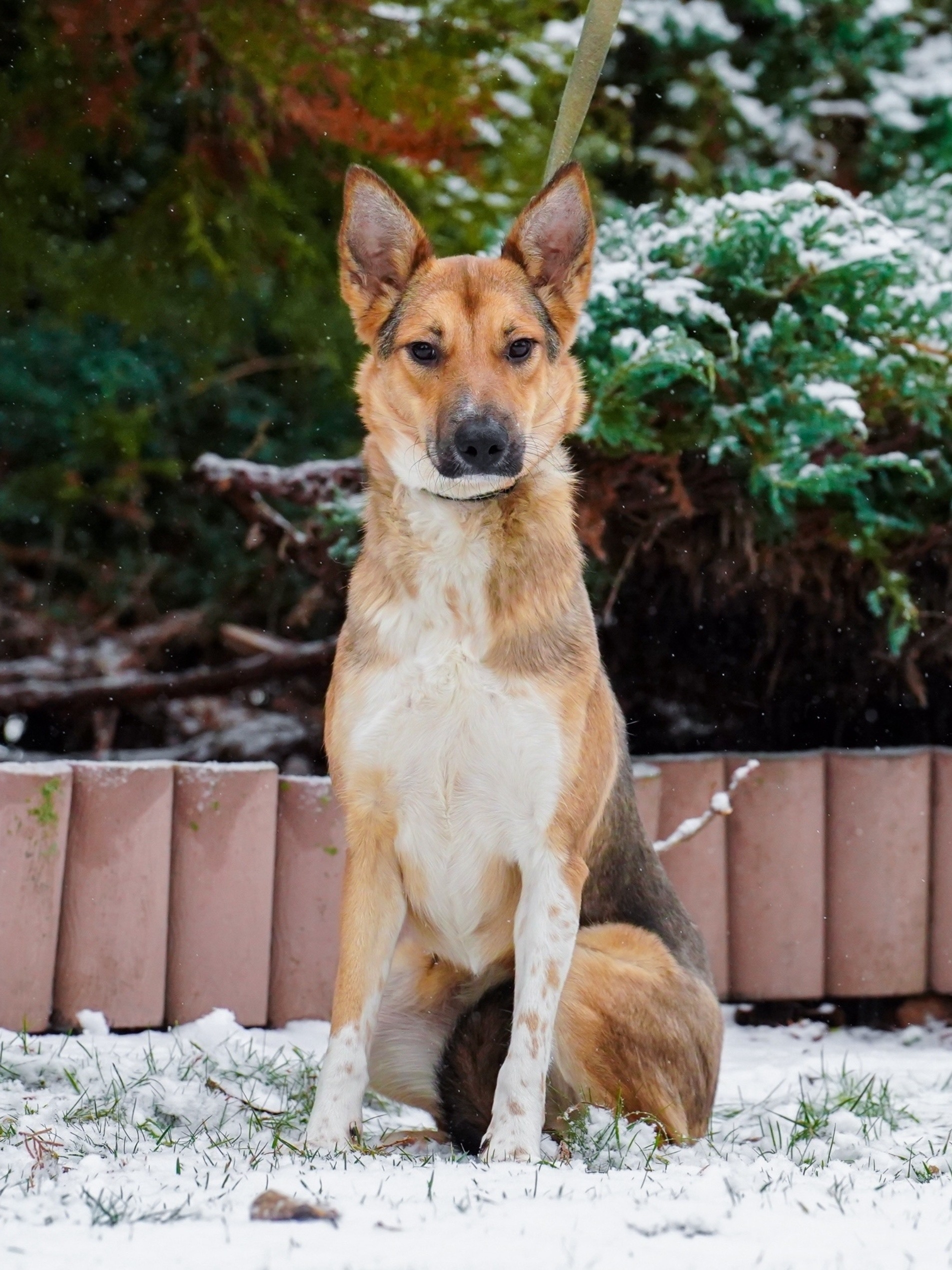 Пропала собака в Воронеже — фото объявления