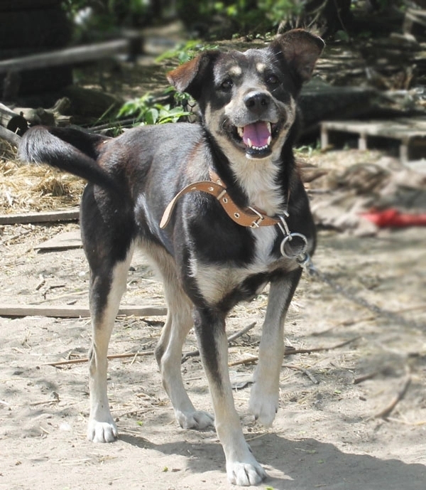 Пропала собака в Воронеже — фото объявления