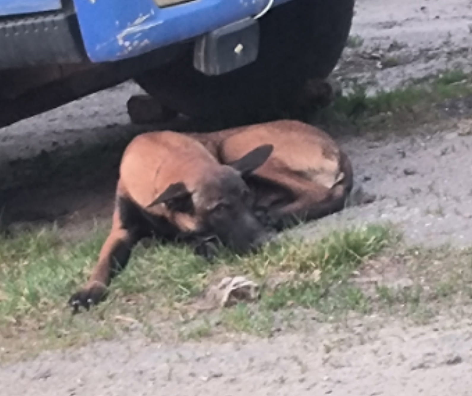 Найденная собака в Воронеже Найдена собака в Воронеже — фото объявления
