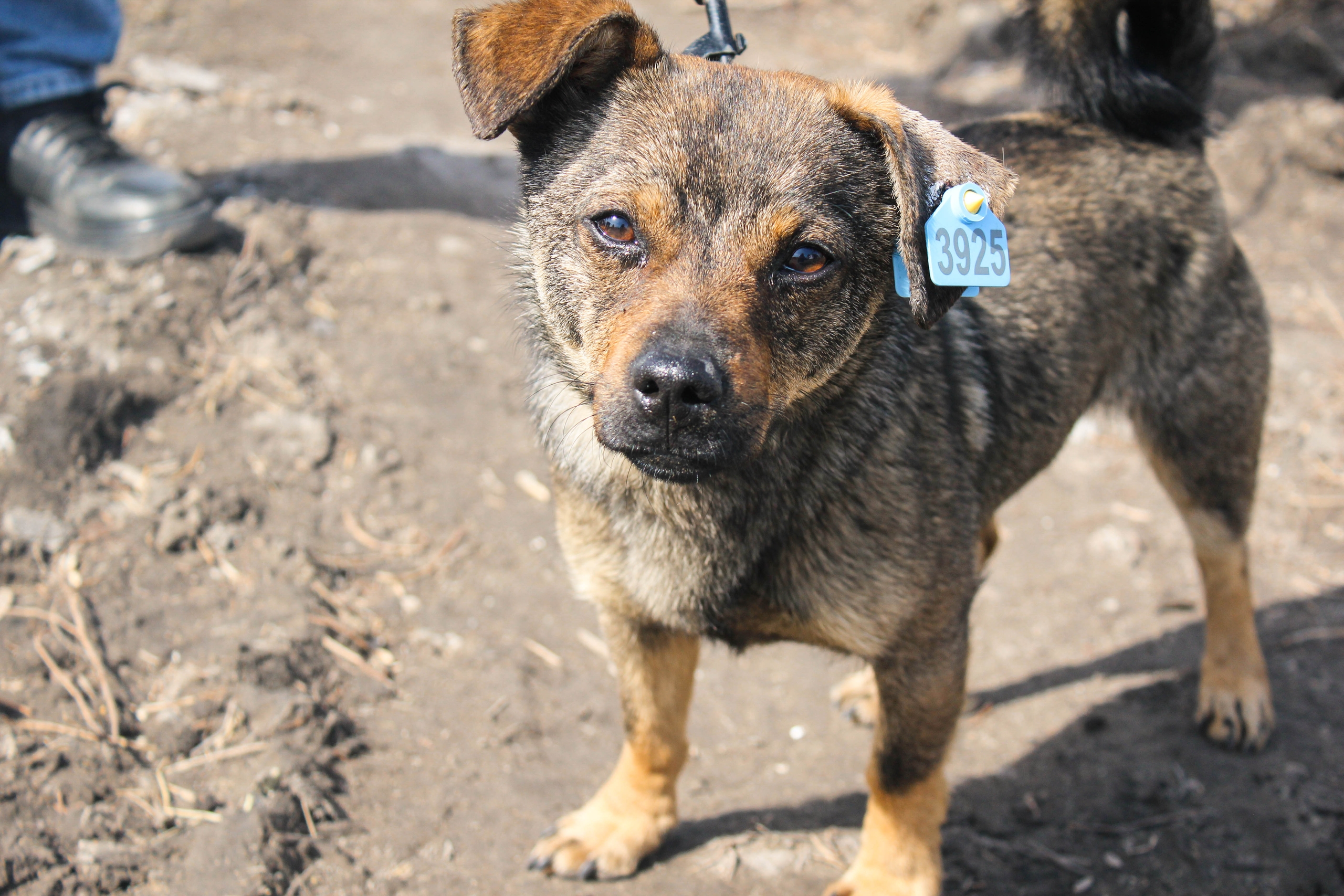 Объявление о питомце в Омске — фото объявления