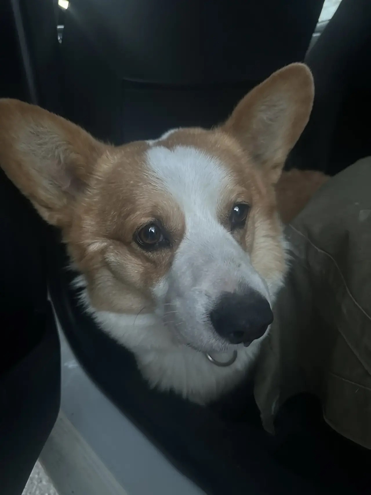 Найден питомец в Другие города