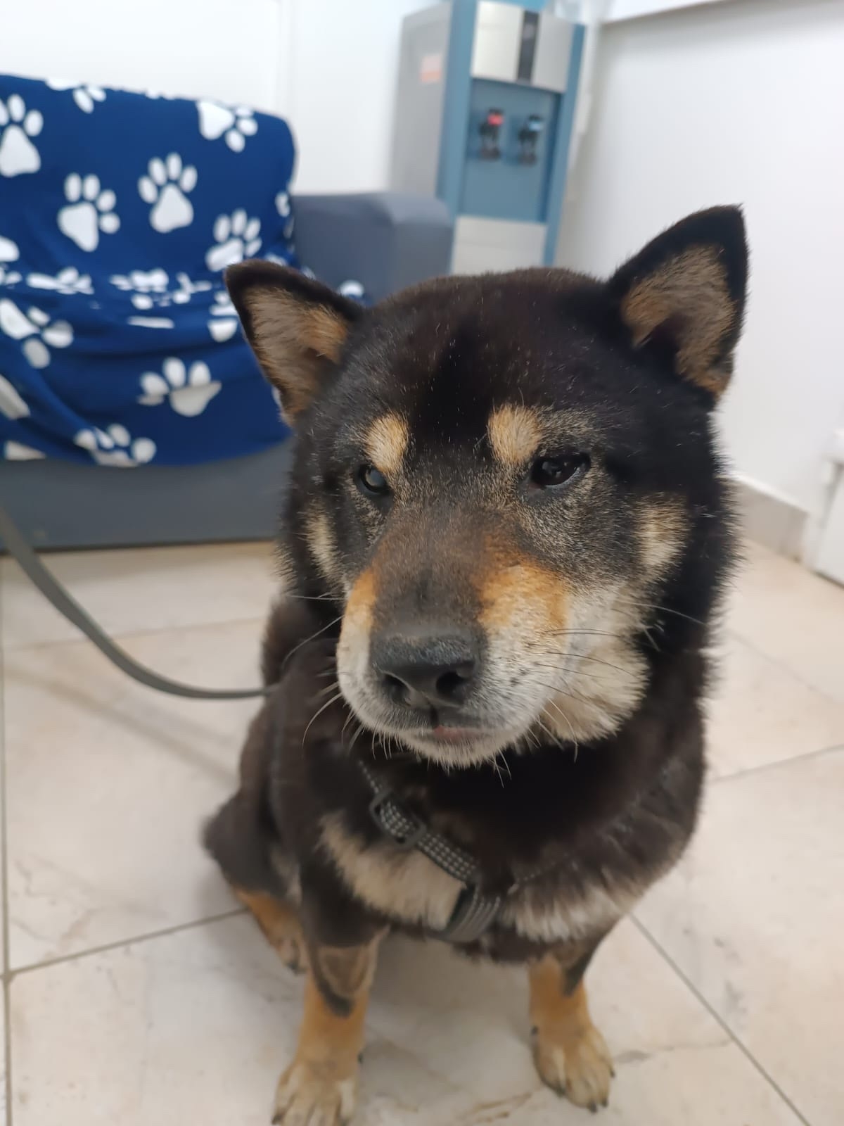 Найдена собака в Другие города