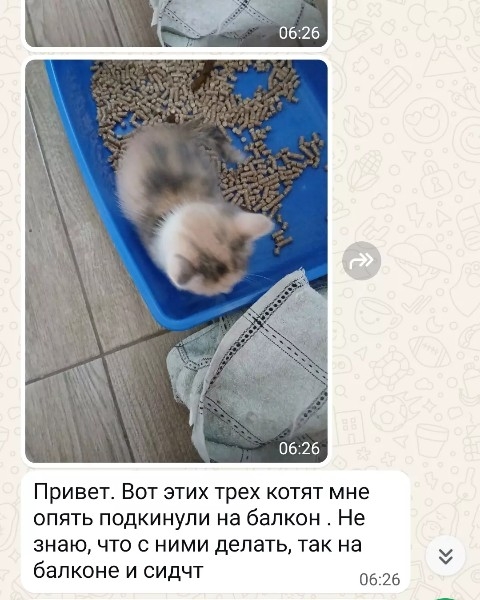 Найдена кошка в Другие города