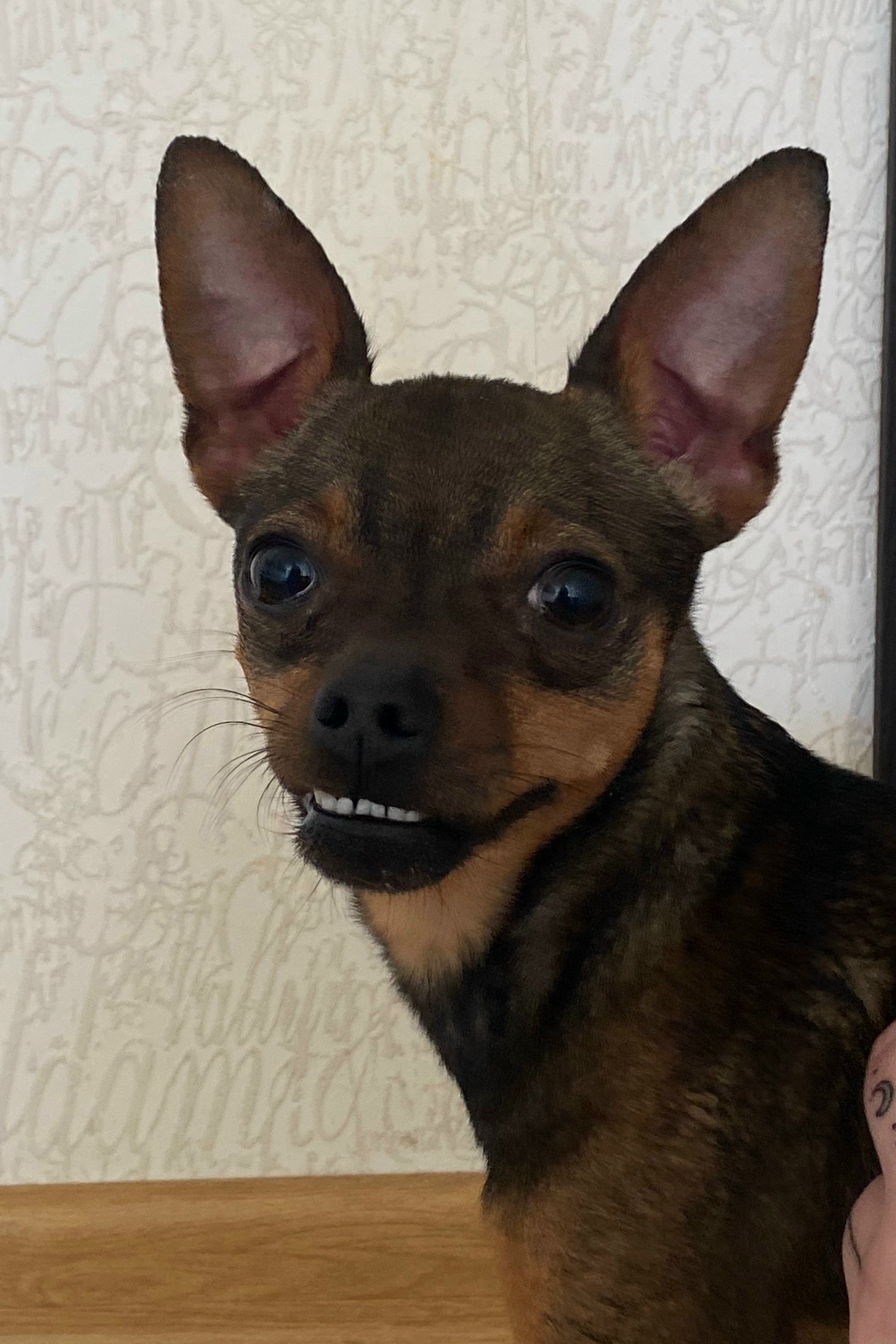 Найдена собака в Другие города