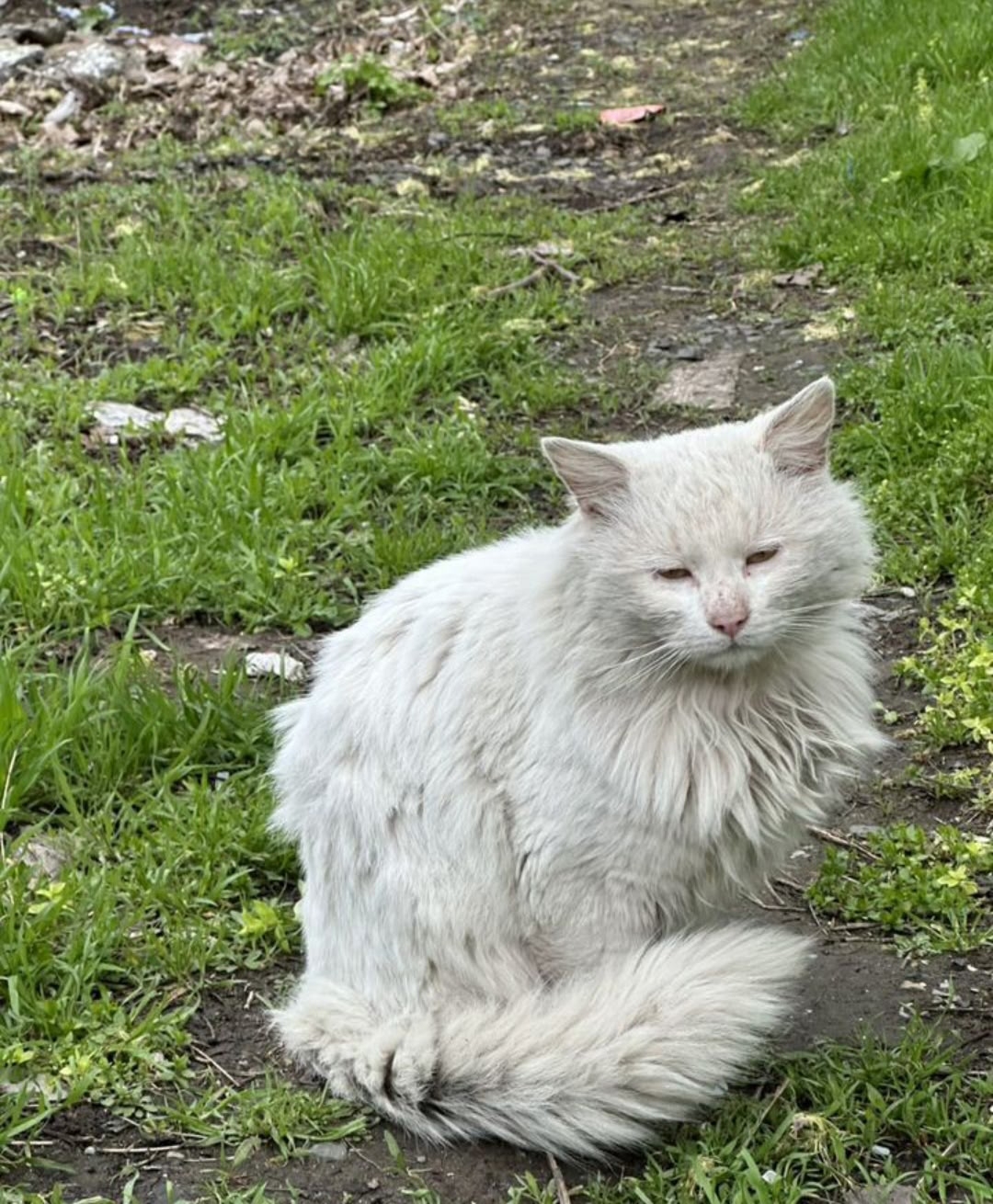 Найдена кошка в Ростове-на-Дону — фото объявления