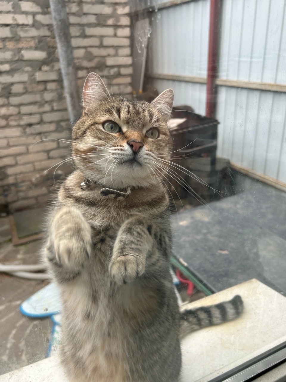 Пропала кошка в Ростове-на-Дону — фото объявления