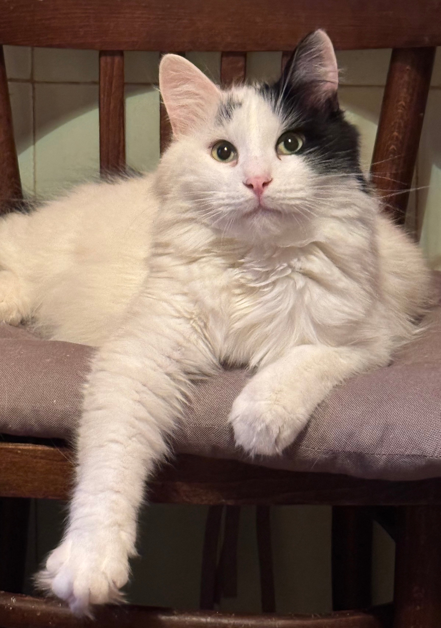 Объявление о питомце в Ростове-на-Дону — фото объявления