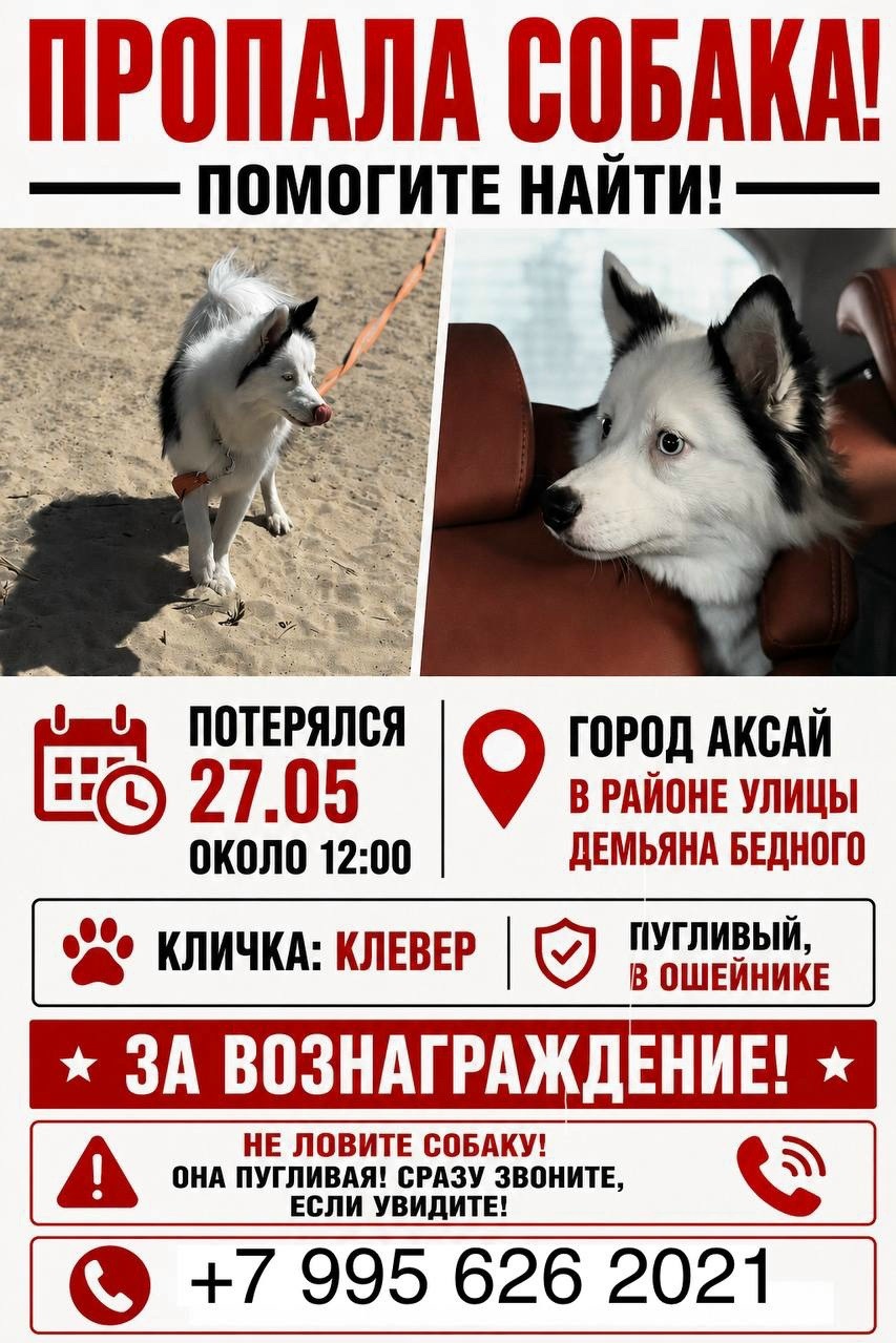 Найдена собака в Ростове-на-Дону — фото объявления