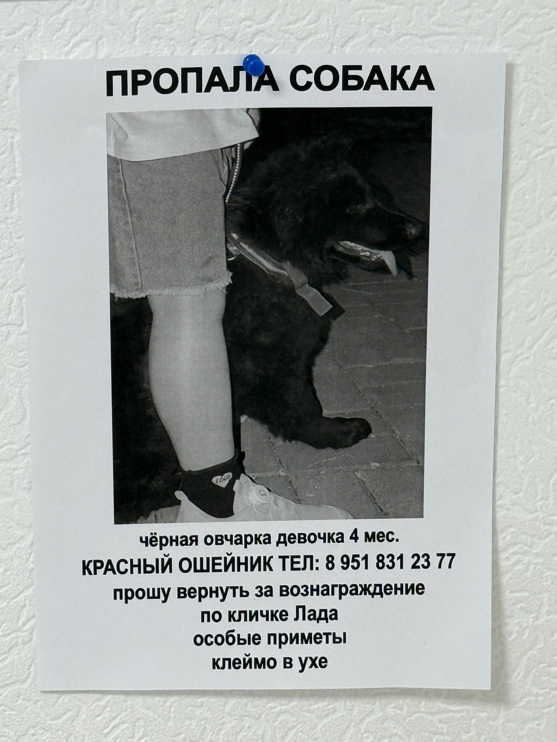 Найдена собака в Ростове-на-Дону — фото объявления