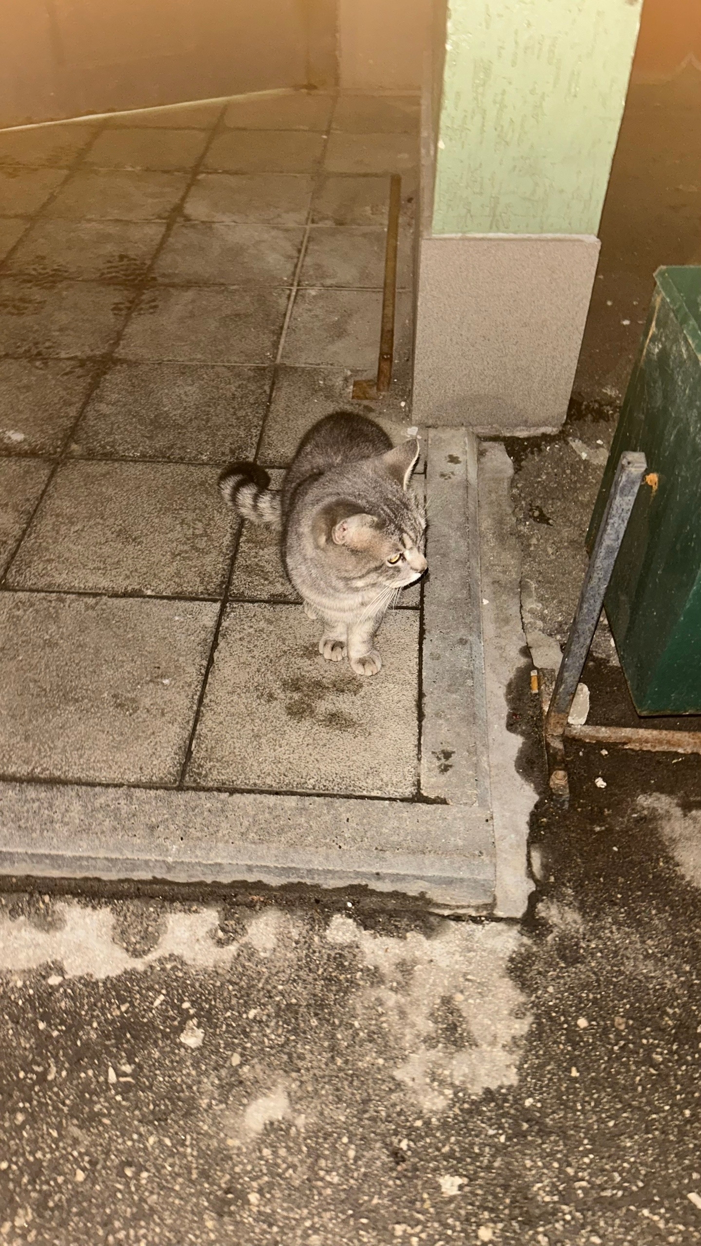 Пропала кошка в Другие города