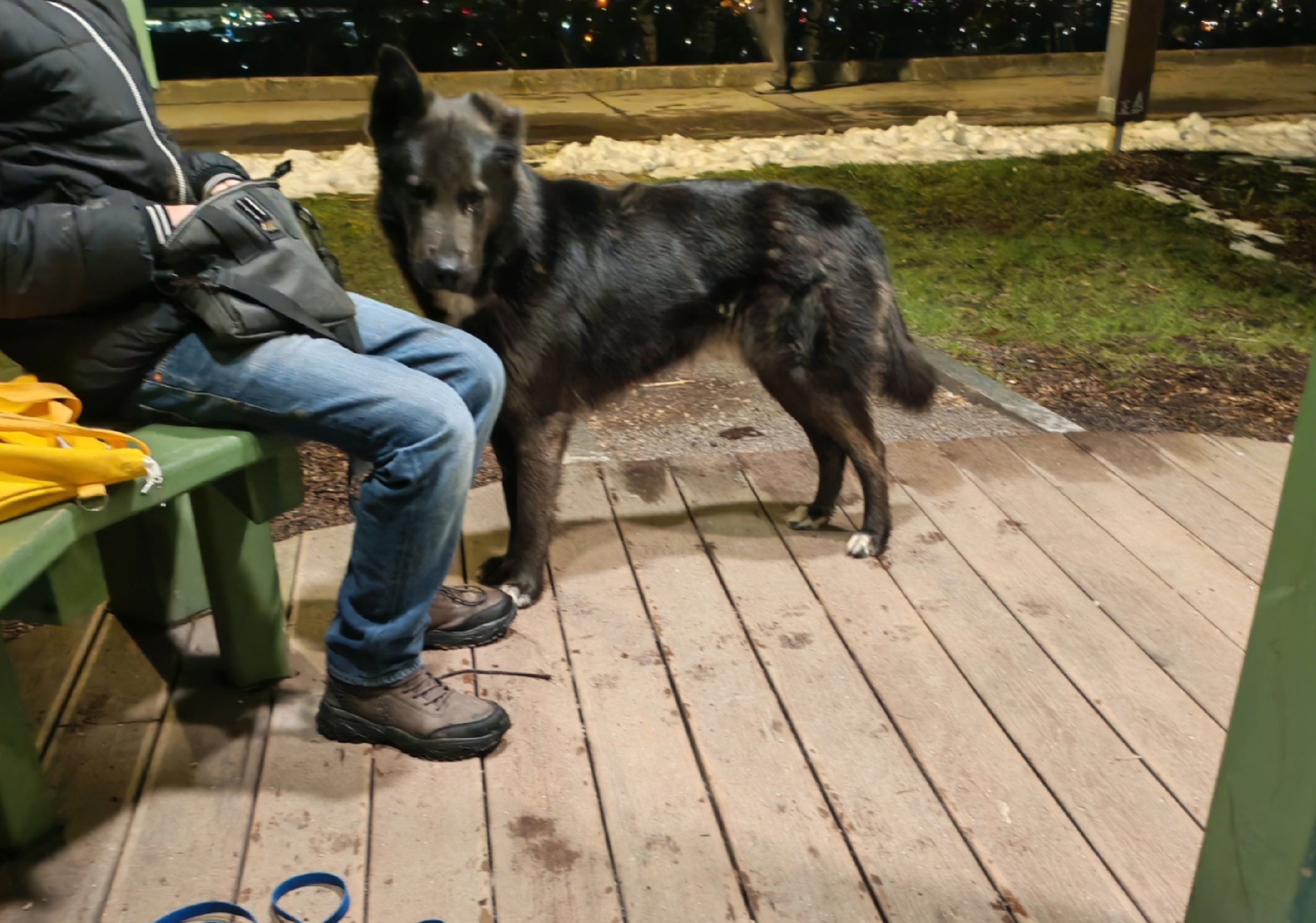 Объявление о питомце в Другие города