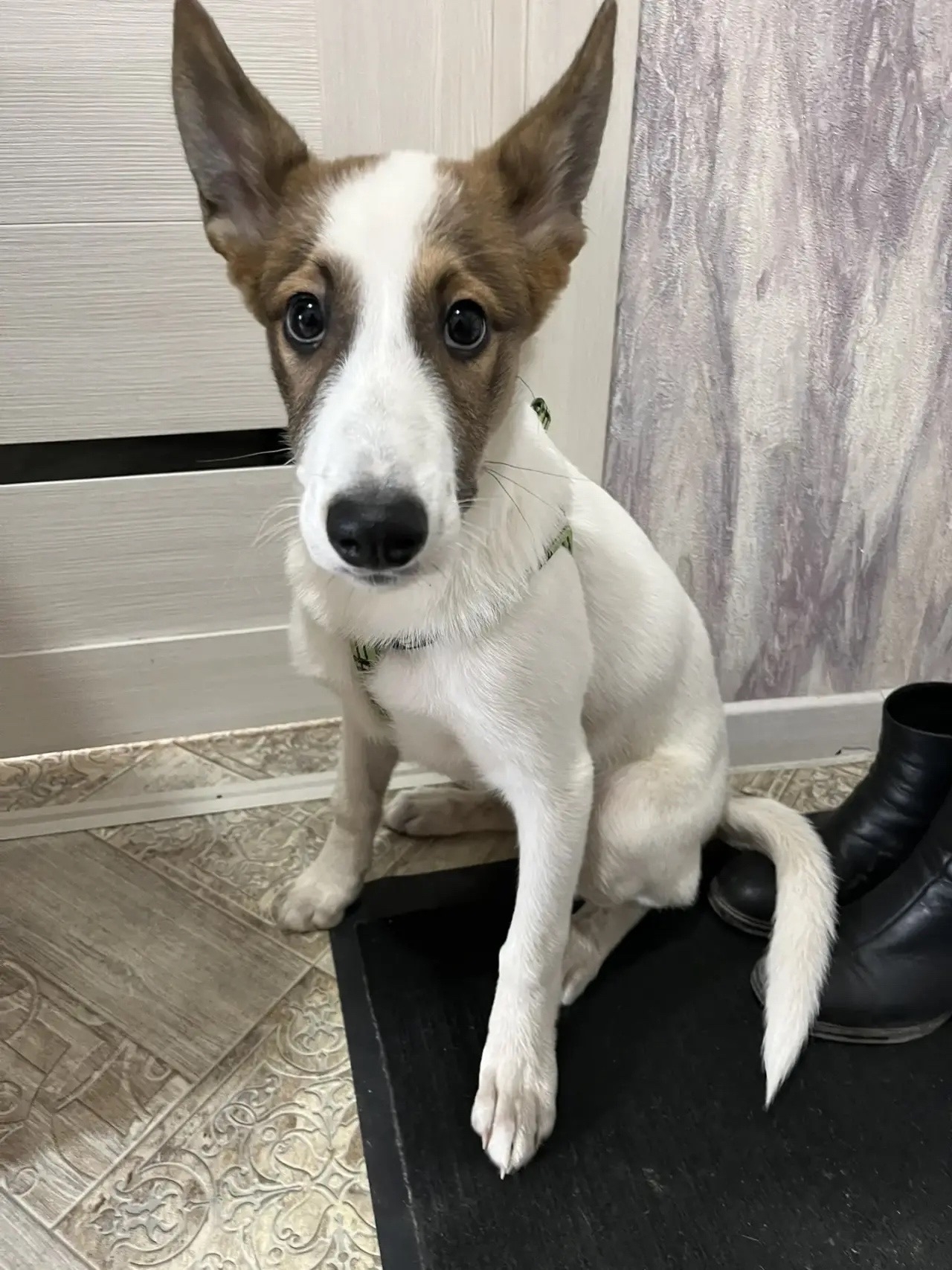 Найдена собака в Другие города