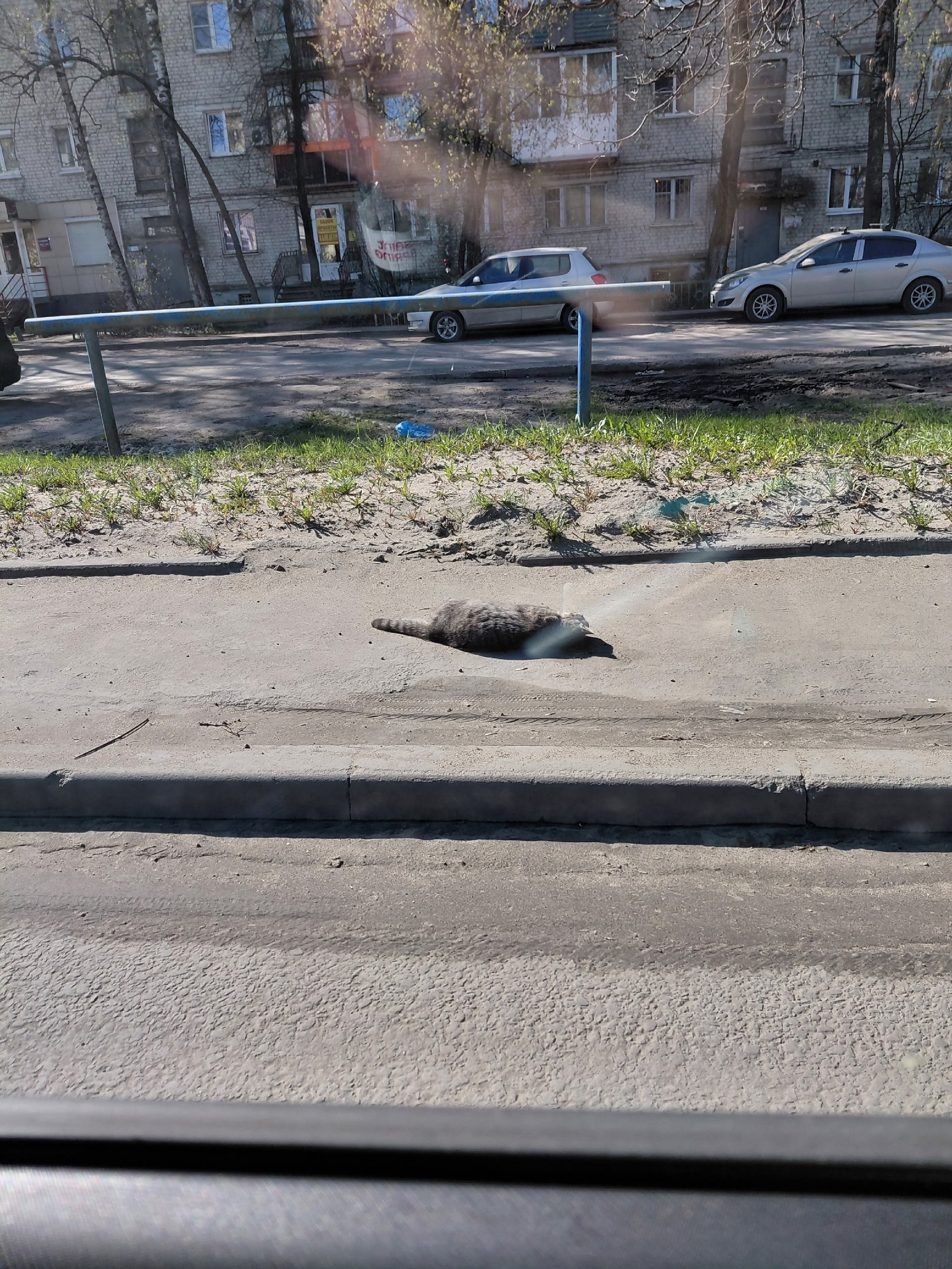 Объявление о питомце в Других городах — фото объявления