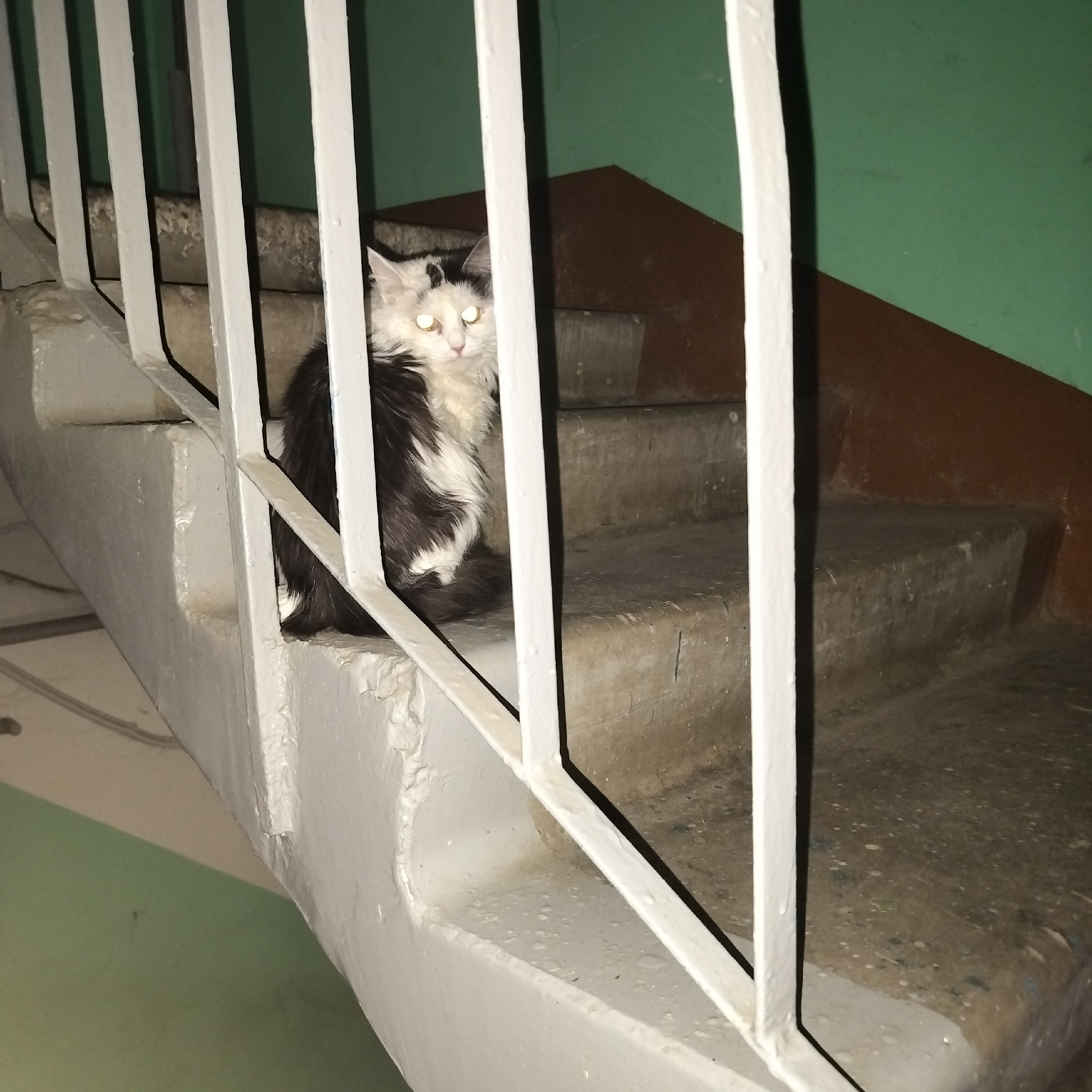 Найдена кошка в Других городах — фото объявления