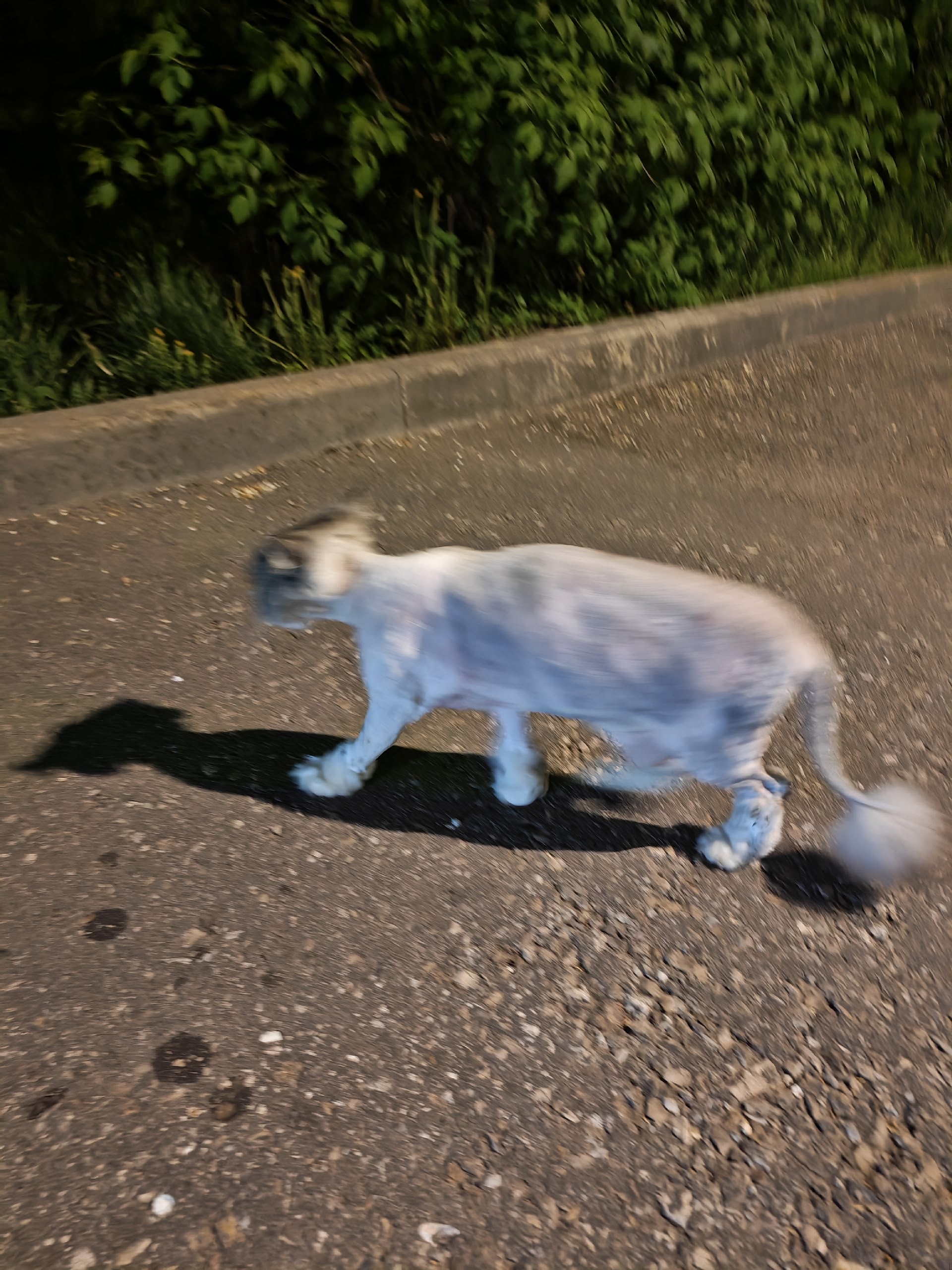 Найдена кошка в Других городах — фото объявления