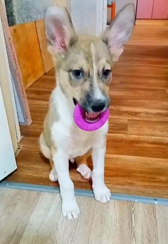 Найдена собака в Другие города