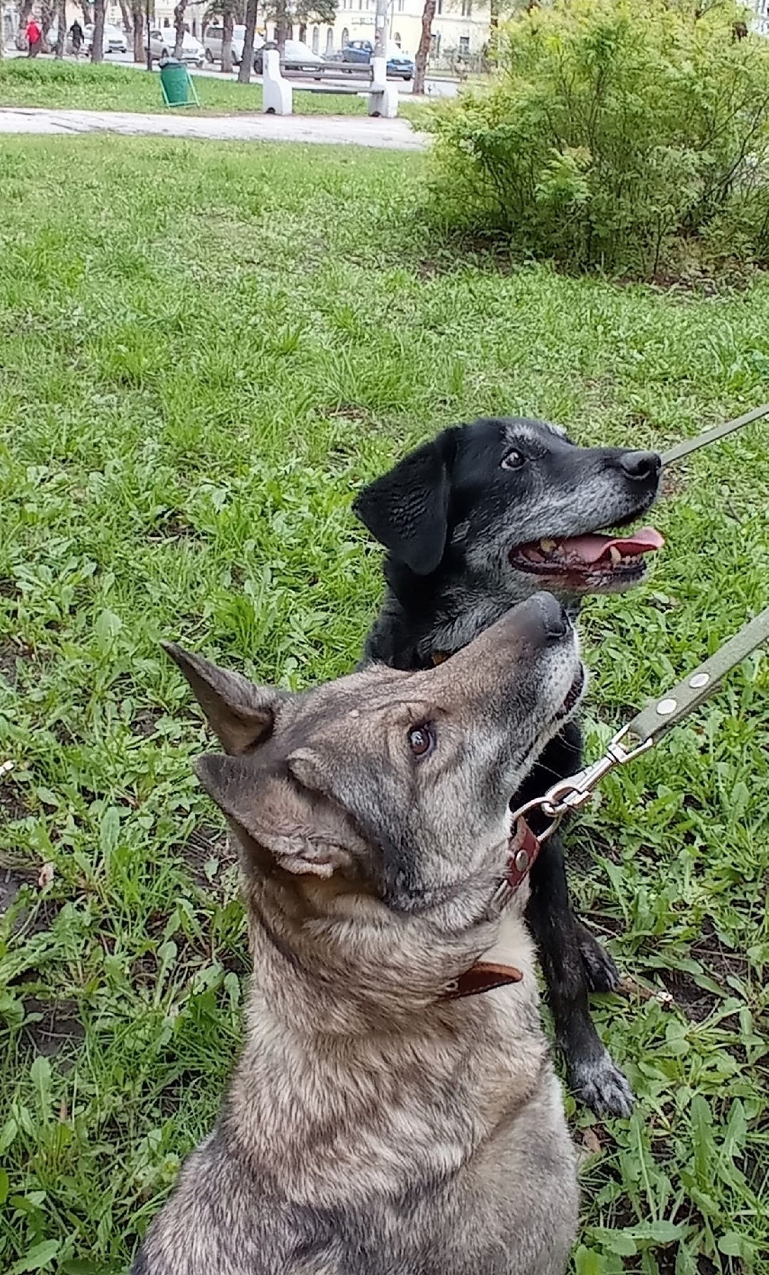 Найдена собака в Других городах — фото объявления