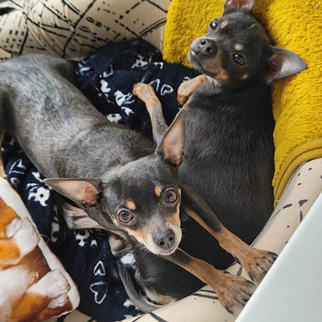 Найдена собака в Другие города