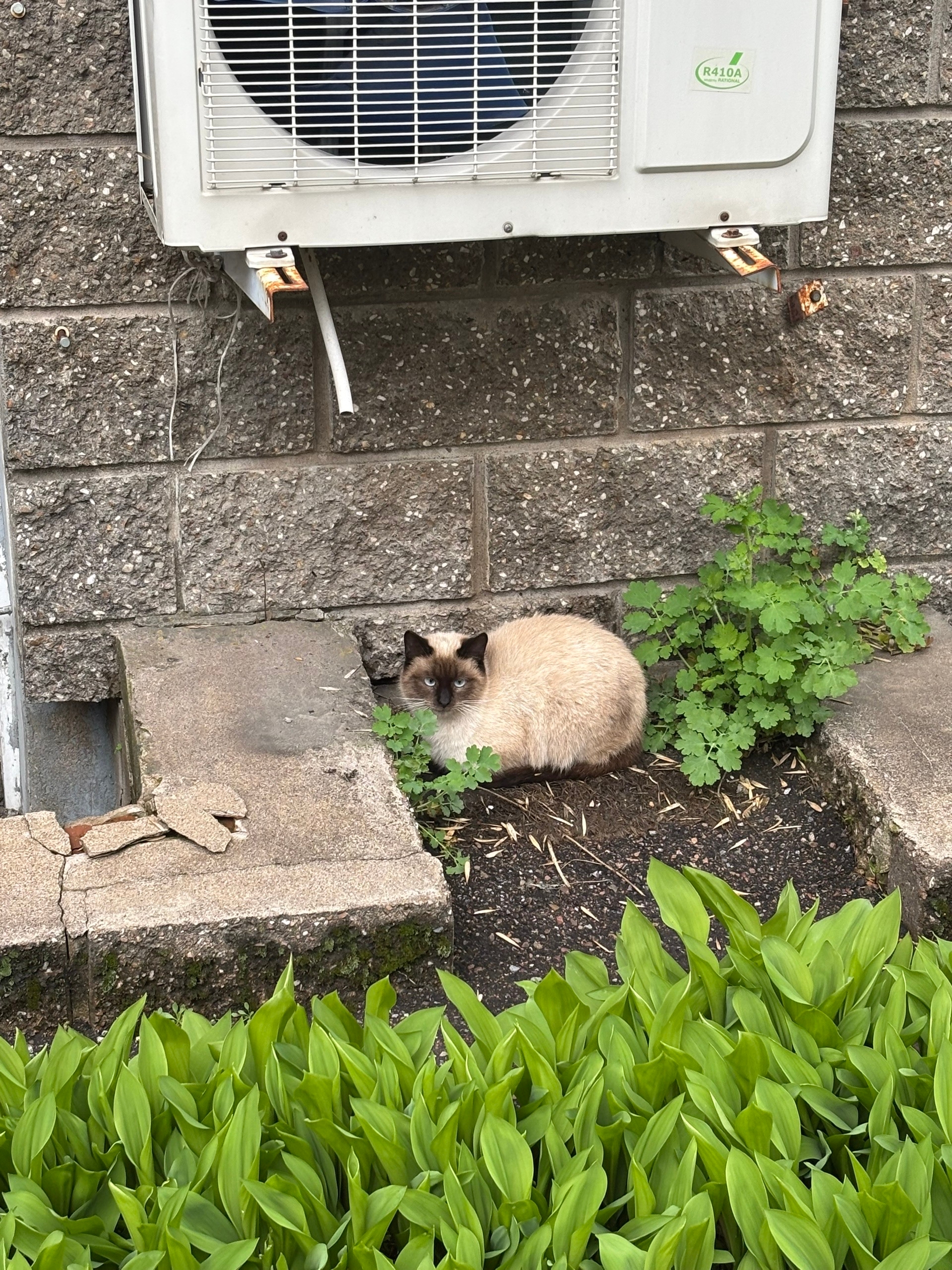 Объявление о питомце в Другие города