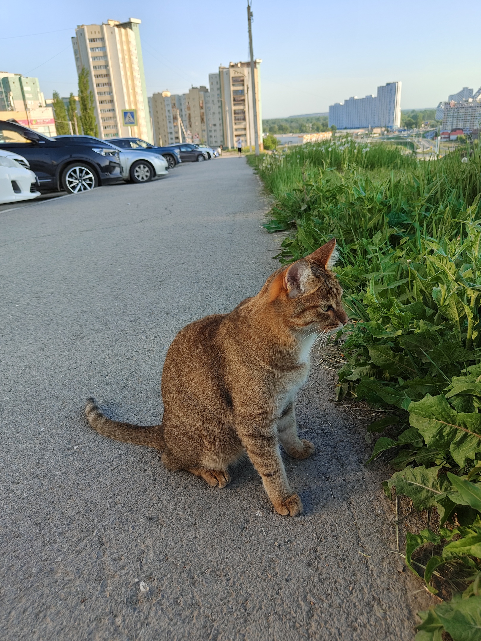 Найденная кошка в Других городах Найдена кошка в Других городах — фото объявления