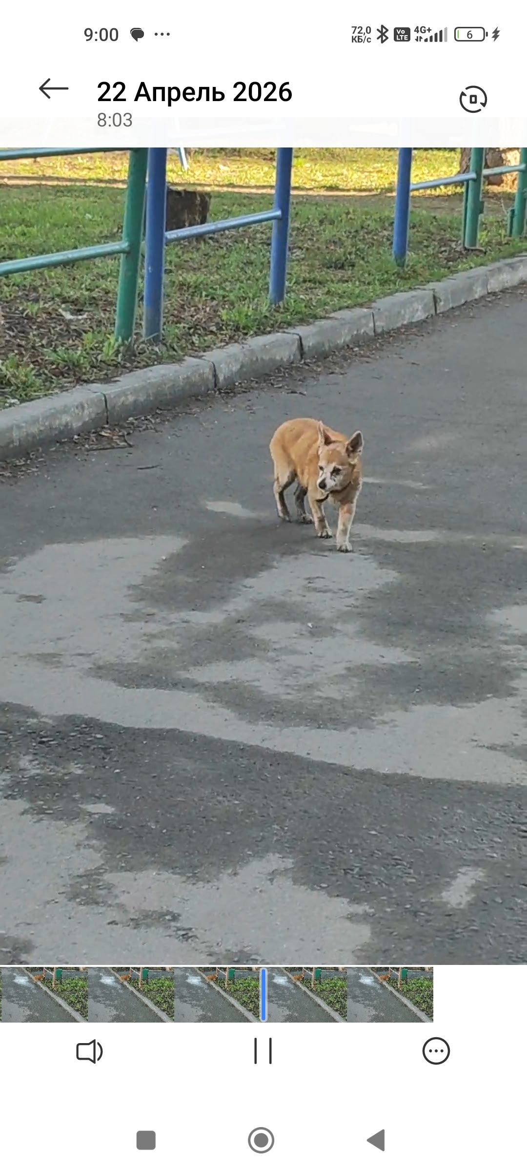 Найдена собака в Другие города