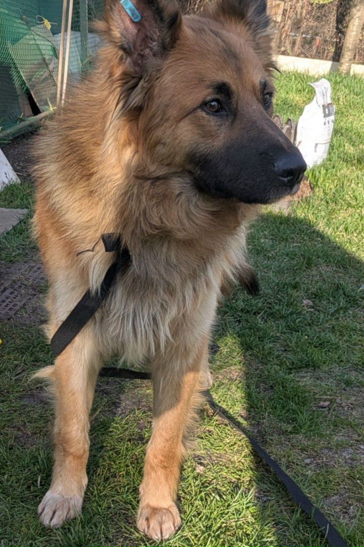 Найдена собака в Другие города