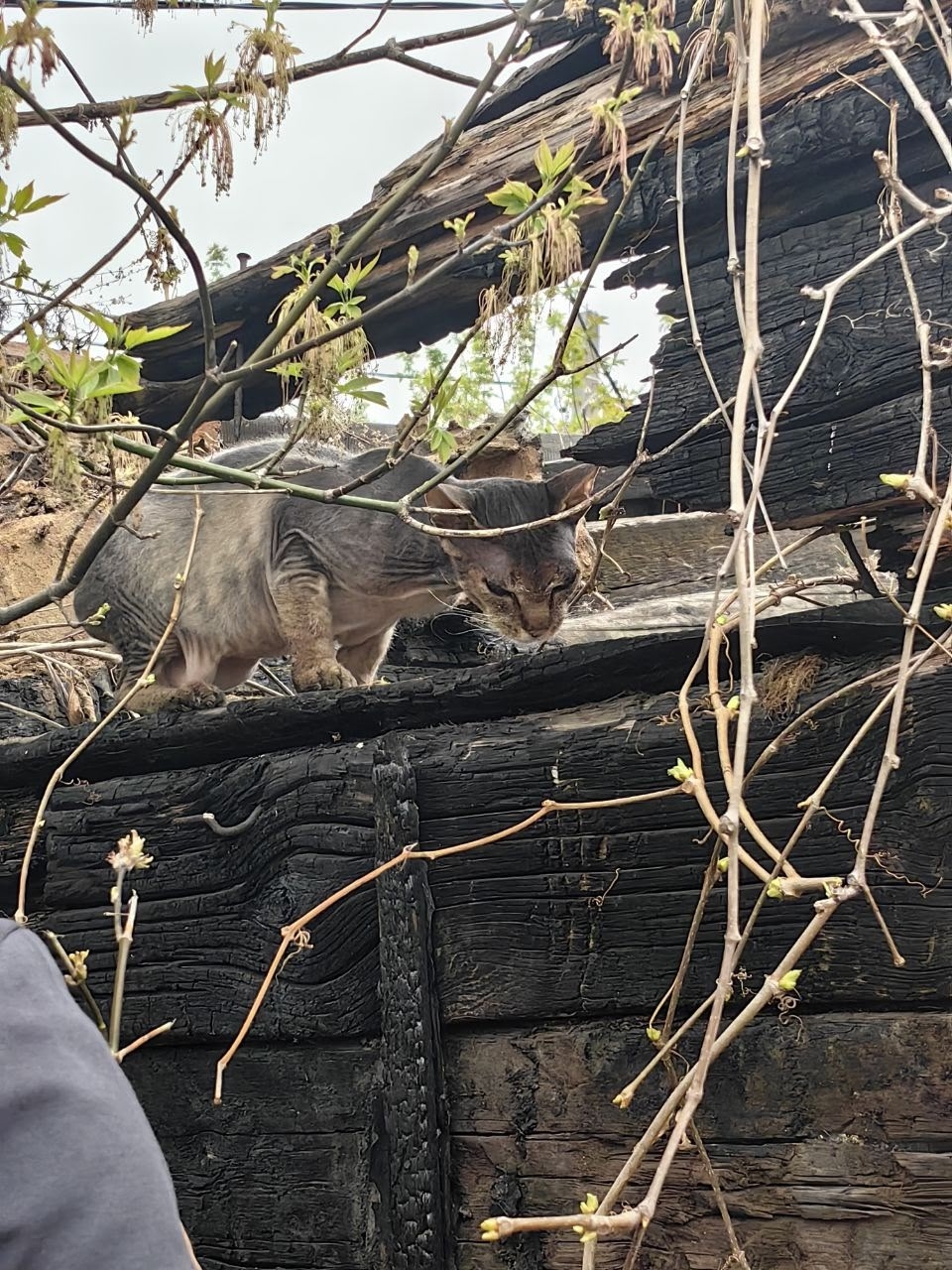 Найдена кошка в Других городах — фото объявления